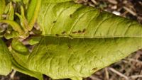 Aphalara itadori on Japanese knotweed leaves